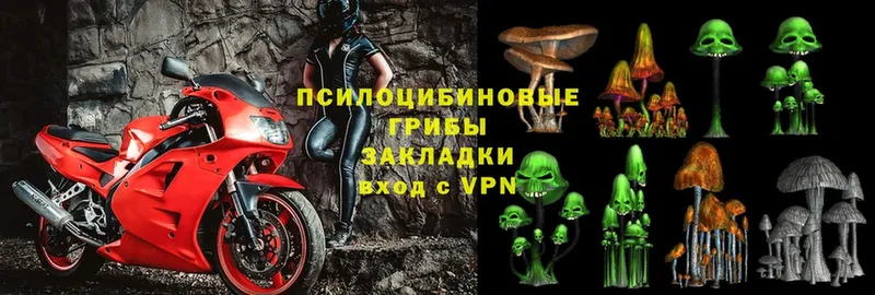 Галлюциногенные грибы Psilocybe  Еманжелинск 